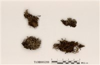 藏品(臺灣球粉衣)的圖片